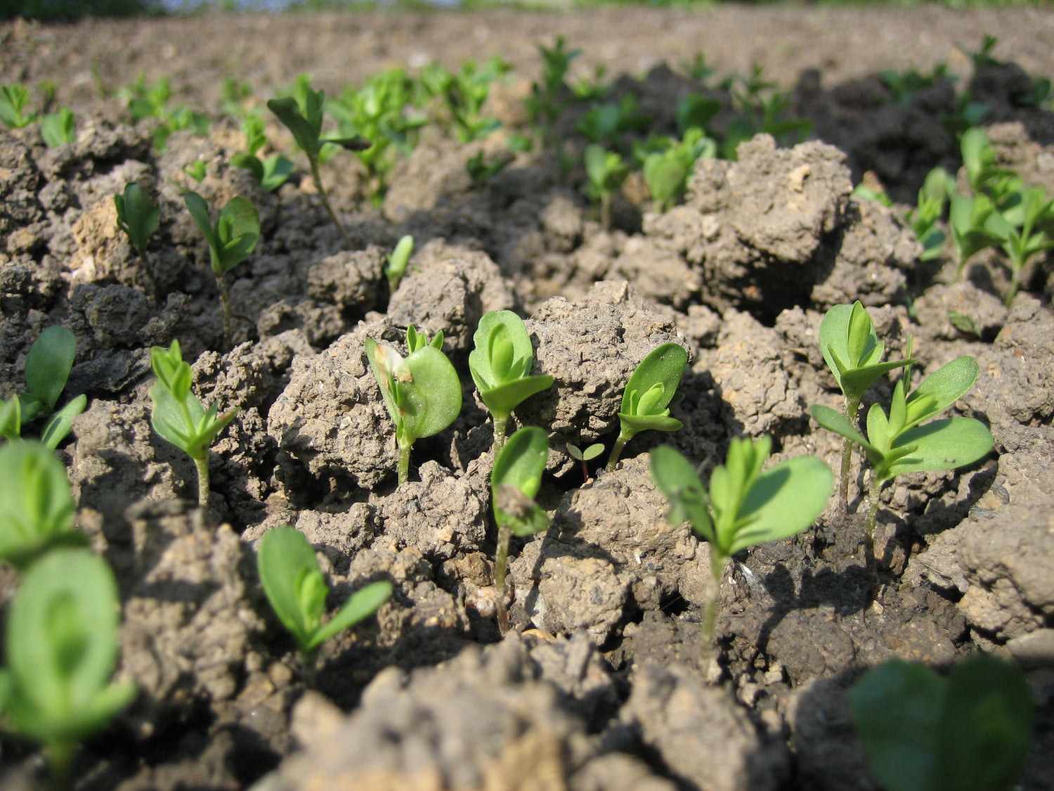 Im Märzen der Bauer...
