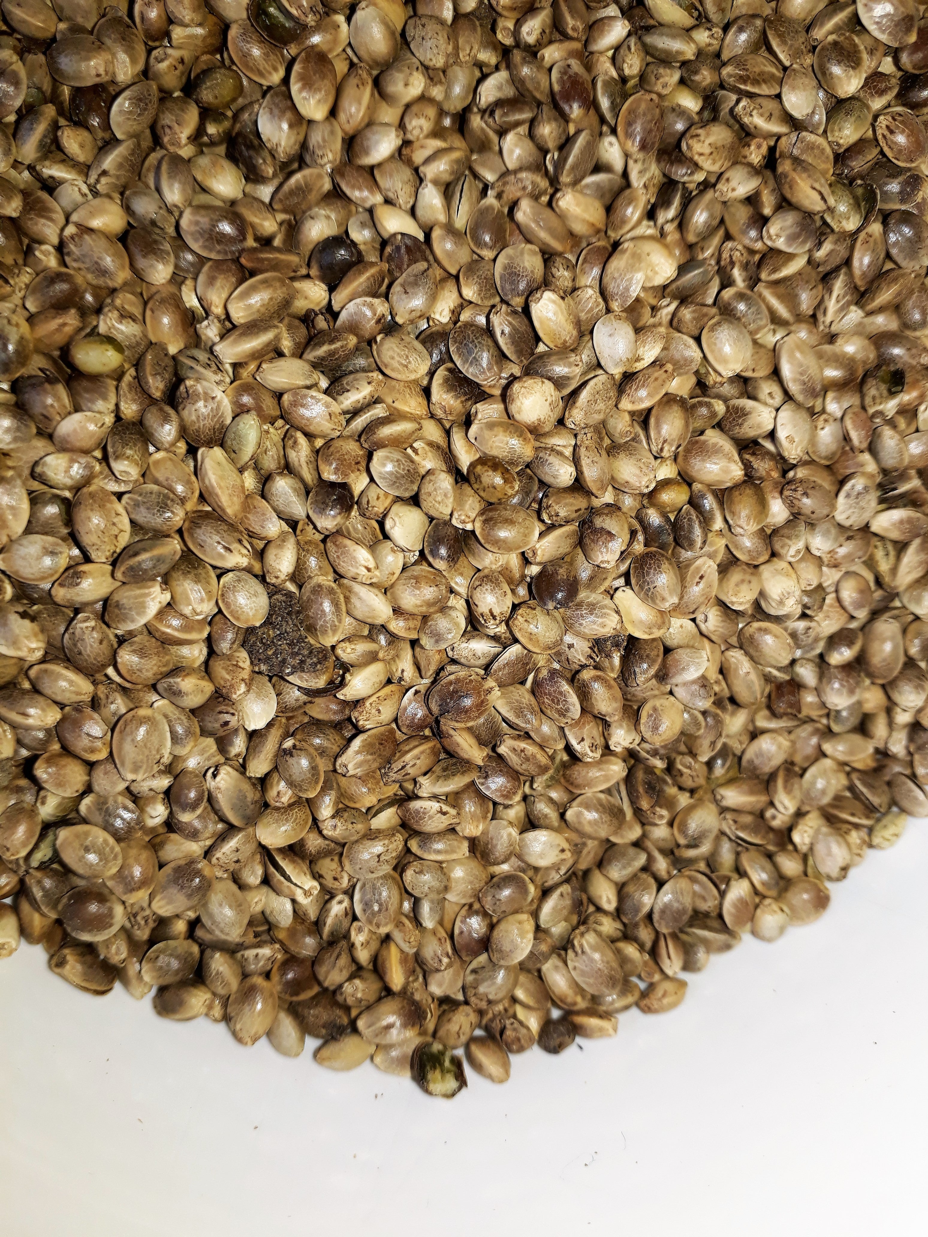 Es gibt wieder frisch gepresstes Hanföl