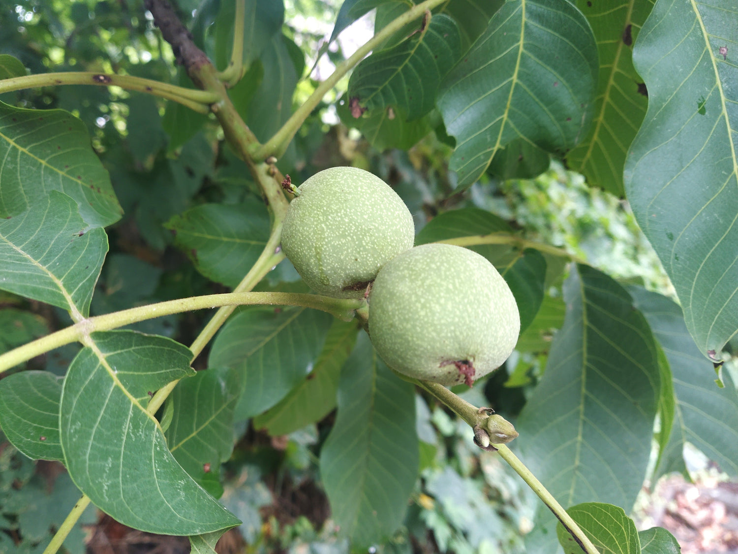 Gute Aussichten für das Walnussjahr