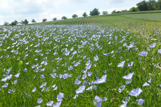 Leinblüte lässt auf sich warten...