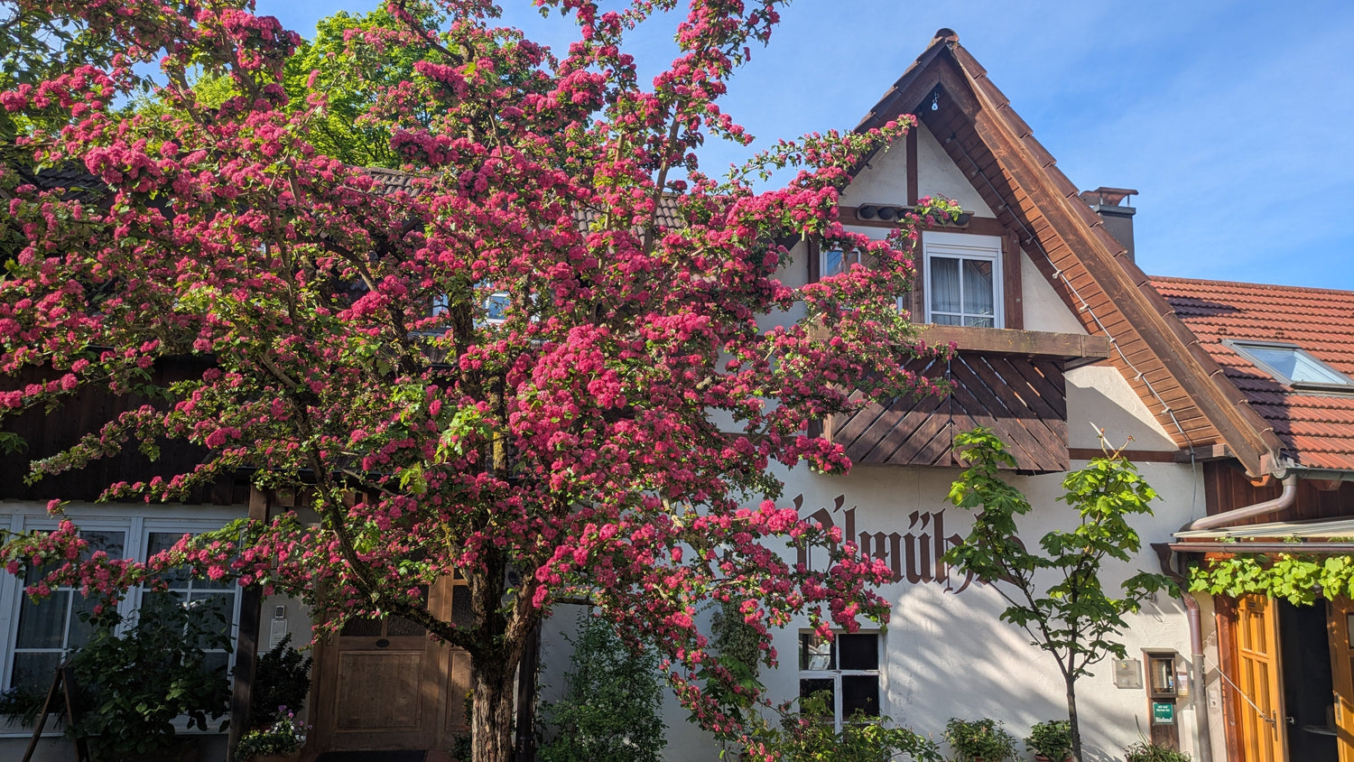 Unser Rotdorn blüht
